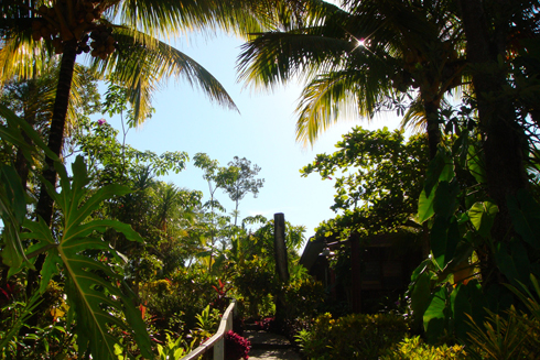 belize medicinal jungle trekking tropics trees philip larson rainforest belizean courtesy magical grow