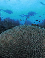 Large brain coral in Roatan