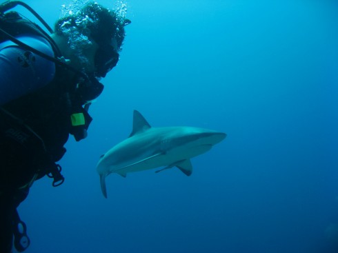 roatan dive