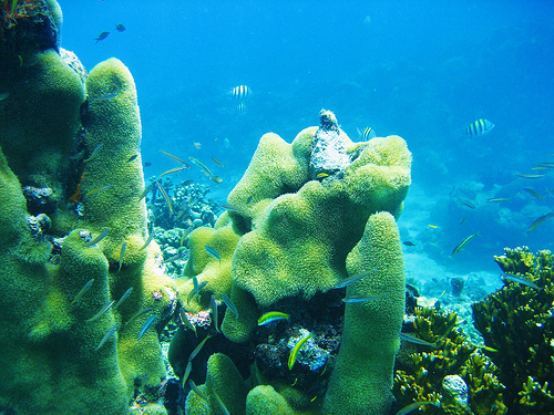 Barabados scuba diving Barabados scuba diving