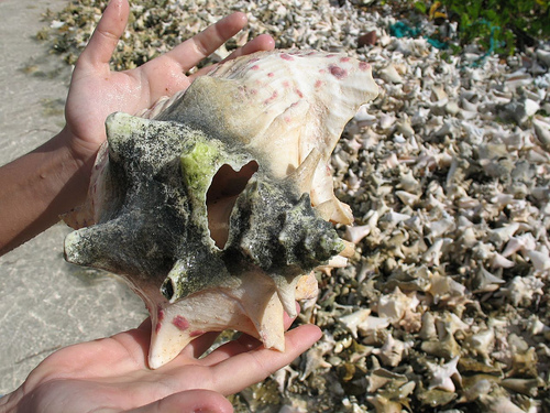 Saona Island Shell Saona Island Shell
