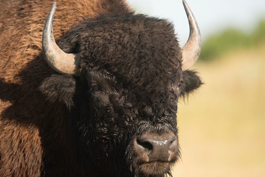 authentic-travel-discover-native-american-history-in-north-dakota