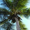 Coconut tree, Carribean Cruise, New Year's Eve