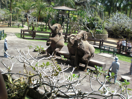 Elephant Safari in Bali