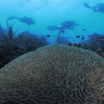 Large brain coral in Roatan