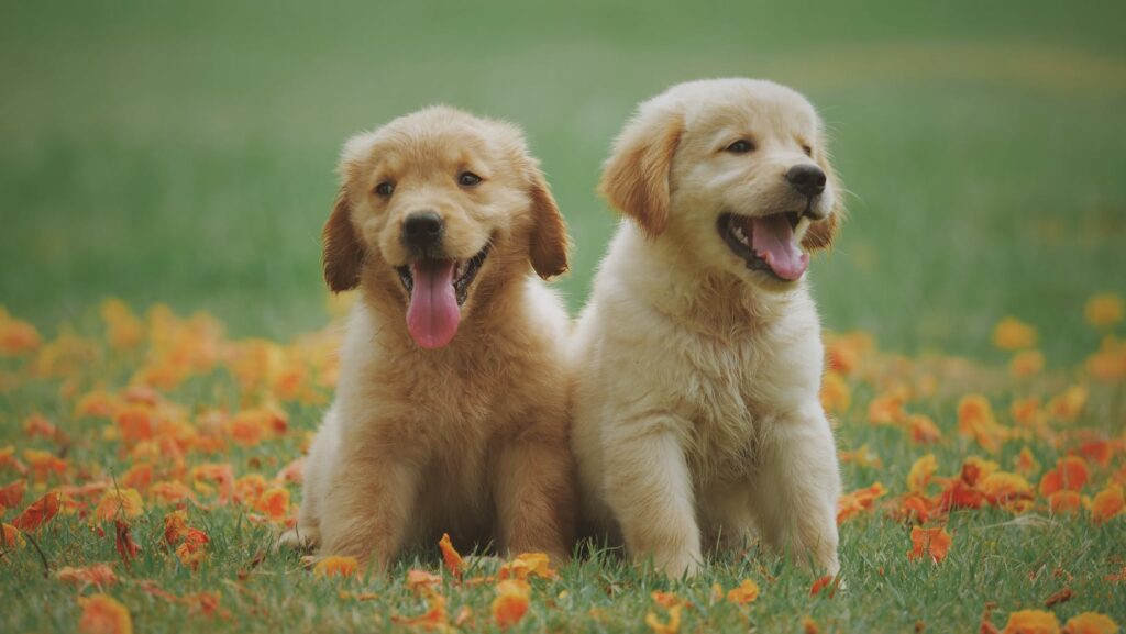 Pets Influence Owners&acirc;&euro;&trade; Travel Planning