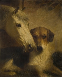 dog with grey horse