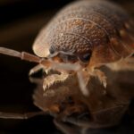 Bed Bugs Take over British Hotels