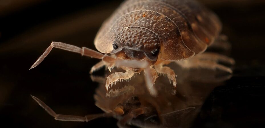 Bed Bugs Take over British Hotels