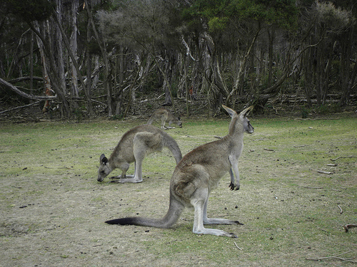 Child Friendly Destinations: Australia