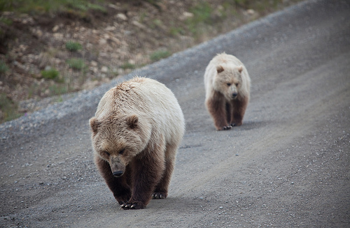 5 Things you MUST do when visiting Alaska