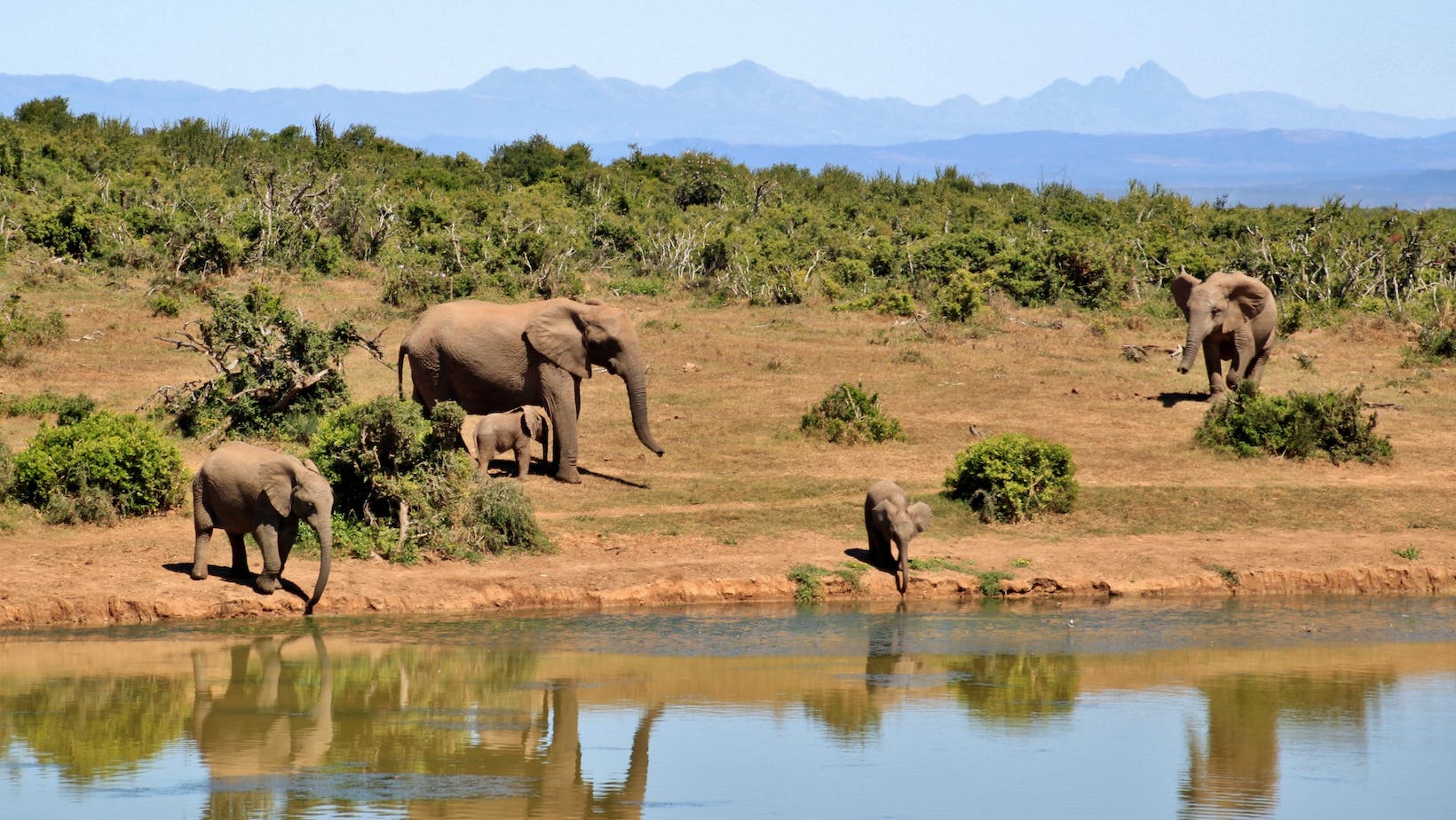 Enjoy the Quality and Thrill of a Botswana Safari