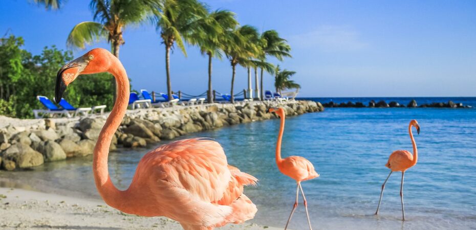 Top 3 things to do in Aruba (that aren't beaches)
