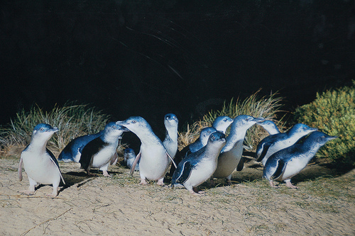 Penguins on Phillip Island, Victoria, Australia