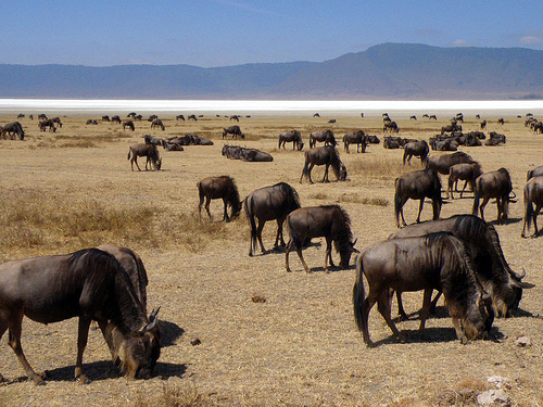 Why you have to see the great migration in Kenya