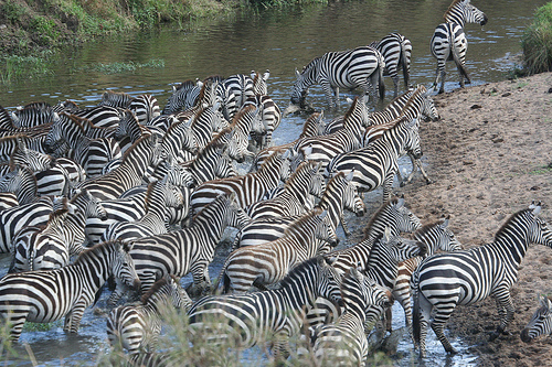 Why you have to see the great migration in Kenya