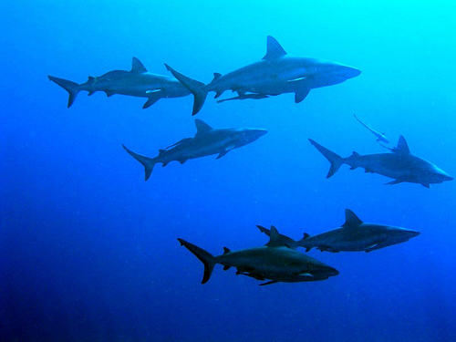 sharks Australia