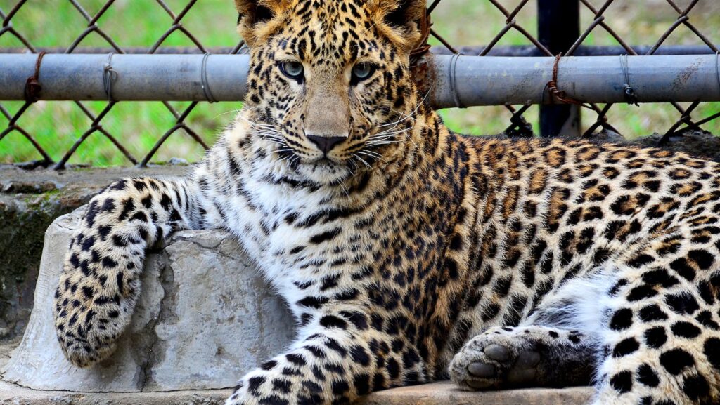 Must Visit Zoos in Europe