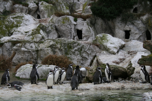 Penguins at Schonbrunn Imperial Zoo, Vienna, Austria