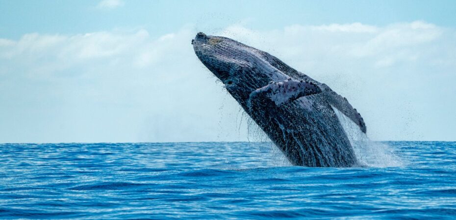 Why You Should Plan Your Maui Whale Watching Trip Now