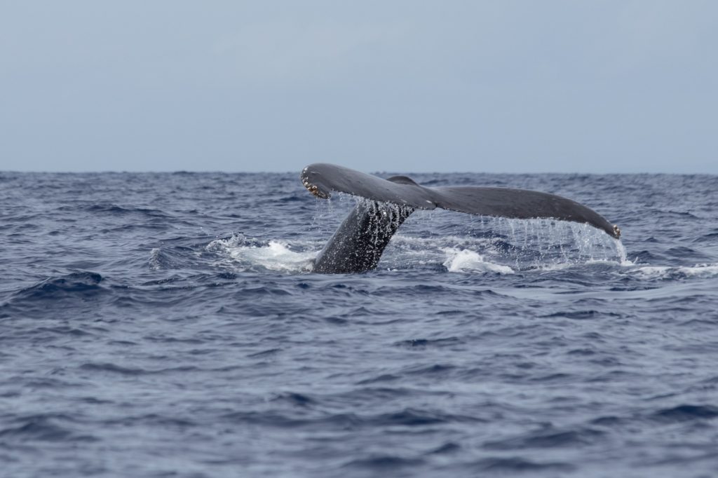 Why You Should Plan Your Maui Whale Watching Trip Now