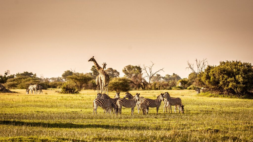 Wildlife adventure in Indian National Parks - an incredible experience