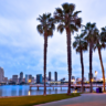 Wild san diego