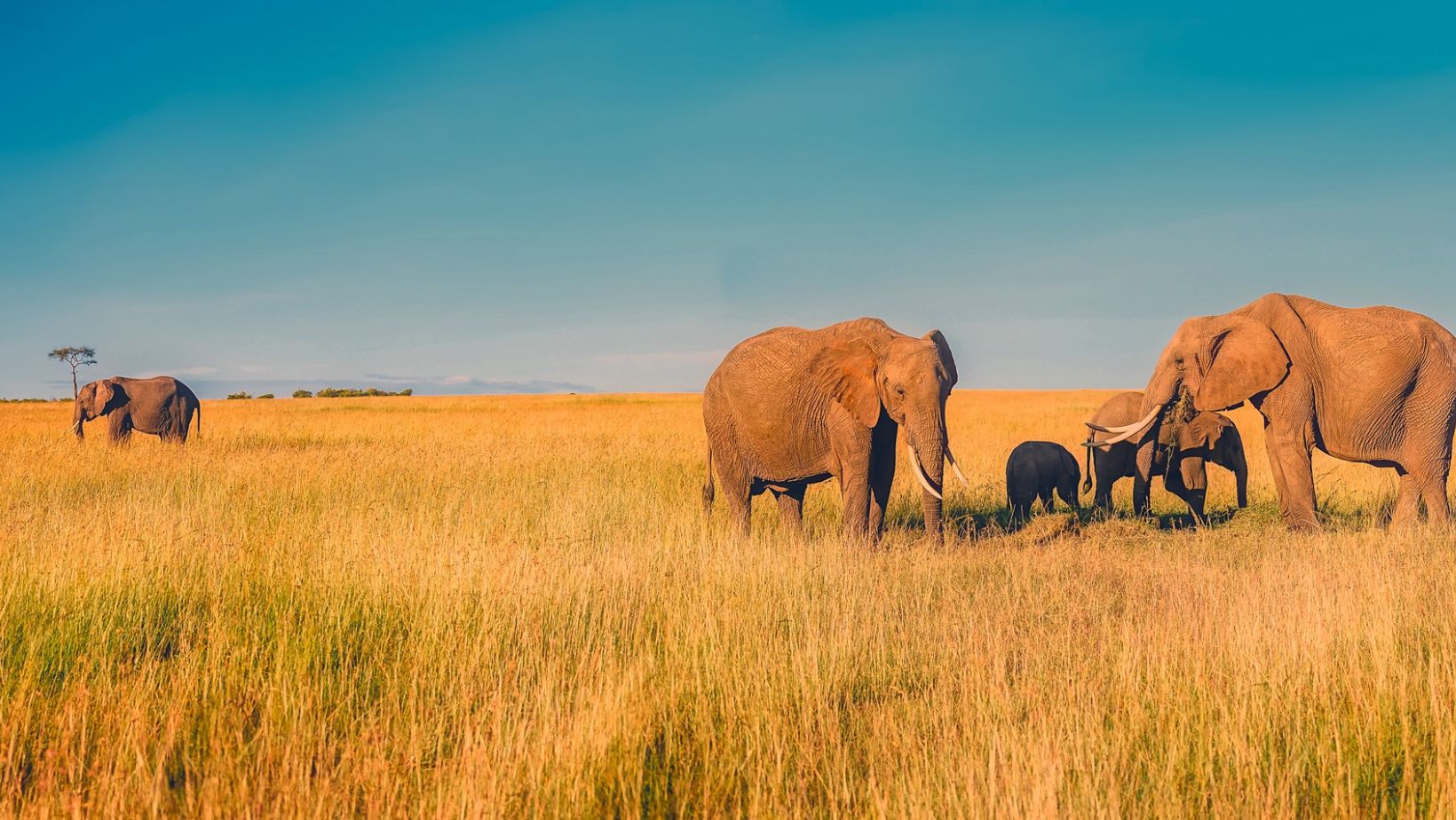 A family holiday in East Africa?