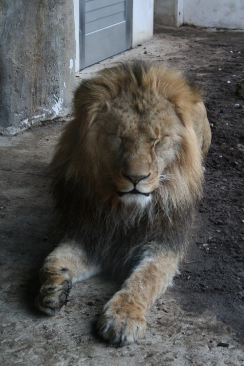 lion sleeping Schonnbrun Zoo