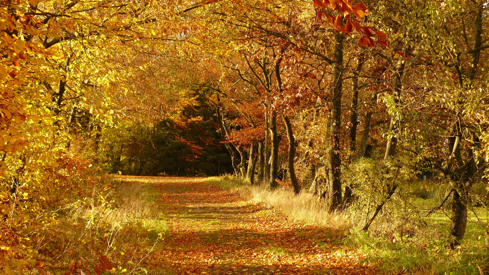 Ready for fall colors