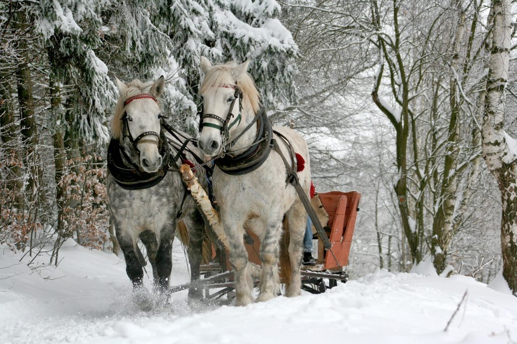 How to Use Horses to Entertain Your Guests