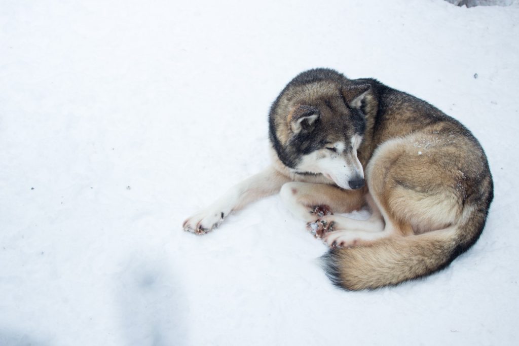 Dog, Lapland
