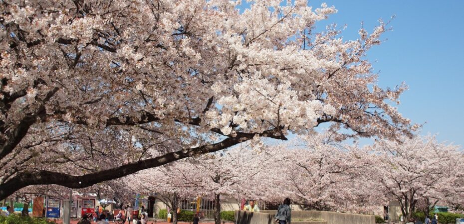 Cherry Blossoms, Osaka, Japan