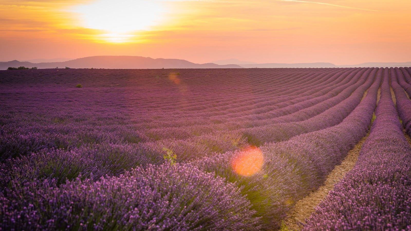 5 Top Flower Fields In The World to See