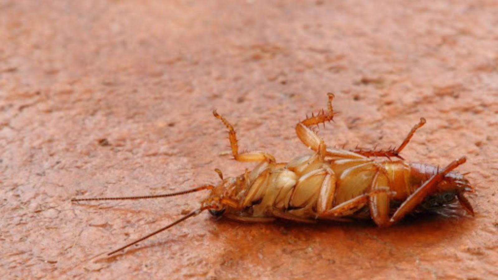 Avoiding Pests on Your Camping Vacation.