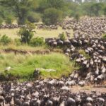 How to Plan a Trip for the Great Migration Safari in Tanzania