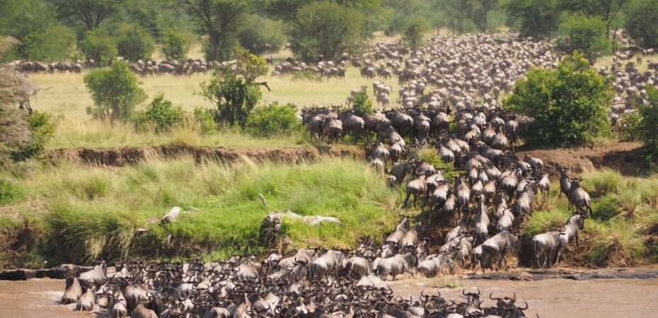 How to Plan a Trip for the Great Migration Safari in Tanzania