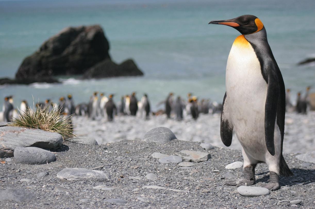 What Data Reveals About The Popularity Of Antarctic Cruising