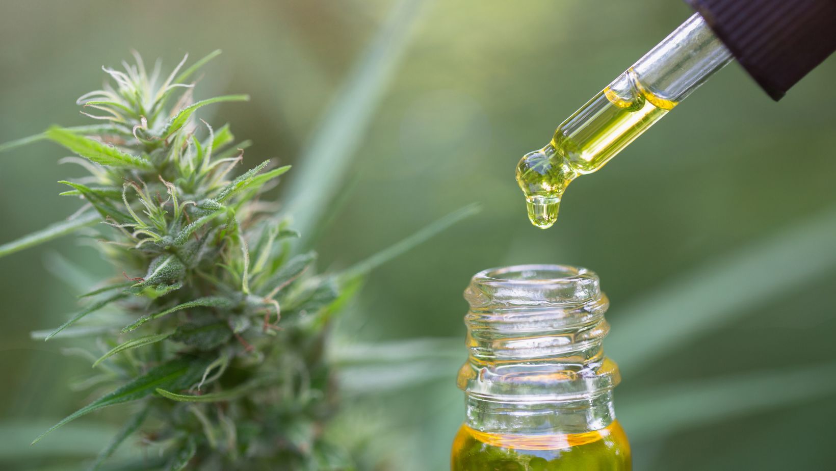 CBD Oil: How Is It Beneficial For Vegans