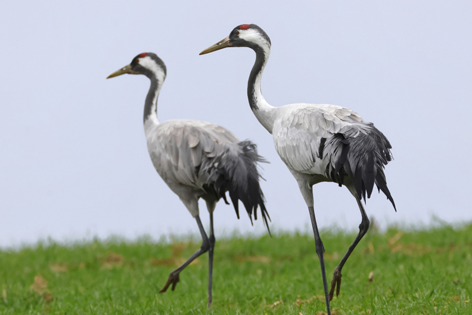 Birdwatching Destinations in the UK