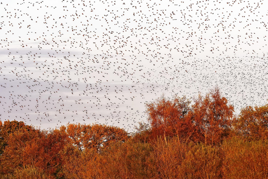 Birdwatching Destinations in the UK