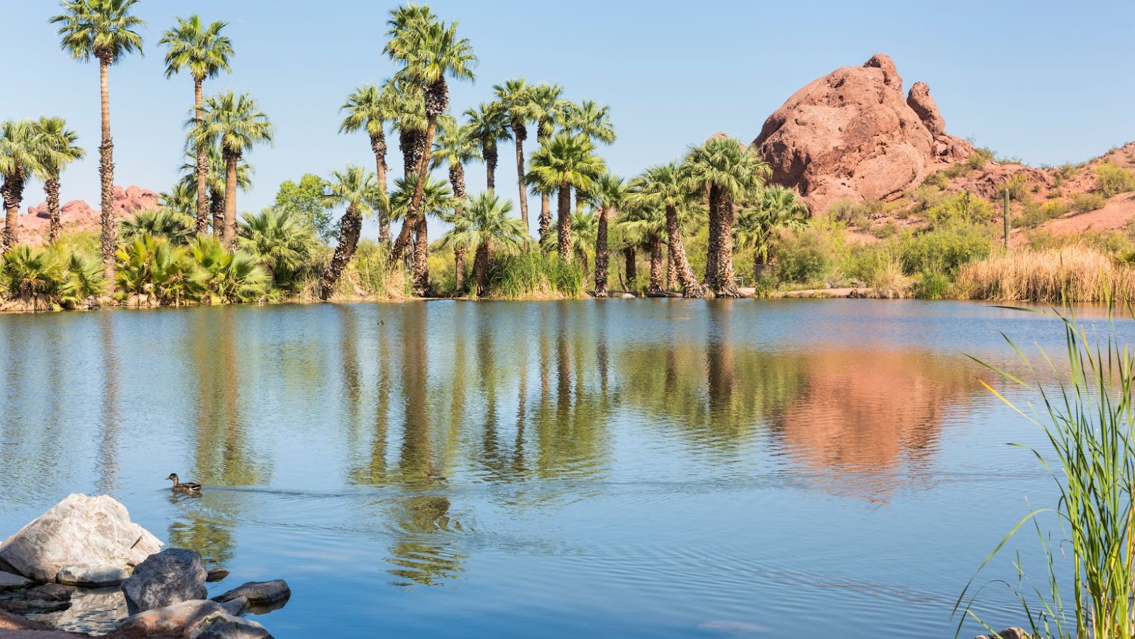 What to Do in Phoenix if Visiting Just for a Day—4 Tips to Make Most Use of Your Time