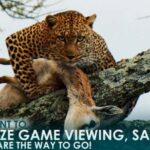 If You Want to Maximize Game Viewing, Safaris in Tanzania Are the Way to Go