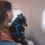 dog in aircraft cabin near window