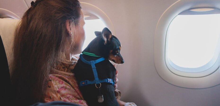 dog in aircraft cabin near window