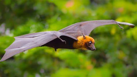 what does it mean when a bat flies in your house