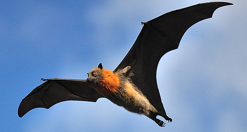 what does it mean when a bat flies in your house