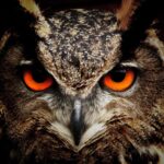 what does it mean when you see 2 owls at night