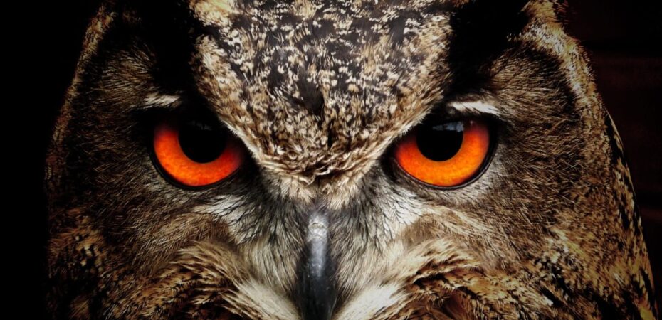 what does it mean when you see 2 owls at night