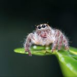 what does it mean when a spider crawls on you at night